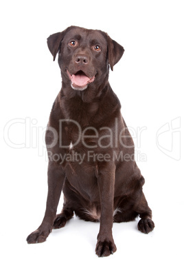 Chocolate Labrador retriever dog