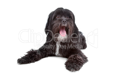 mix Tibetan Terrier, Shih Tzu