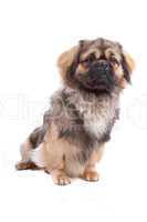 Tibetan Terrier dog