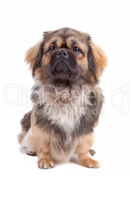 Tibetan Terrier dog