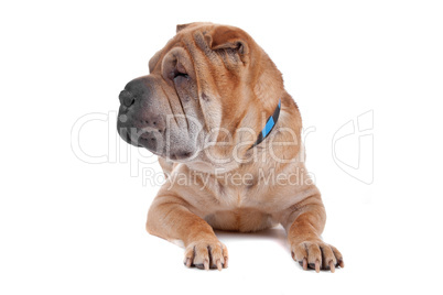 Shar pei dog