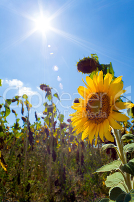 Flowering of sunflower