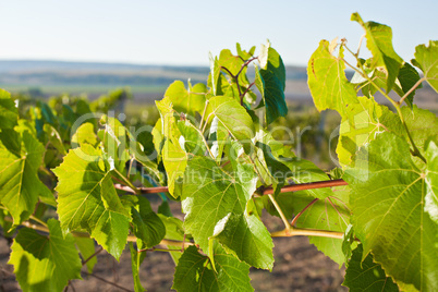 Grape leaves