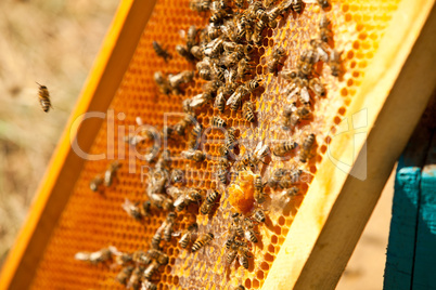 Bees are working on an apiary