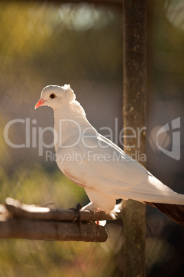 White dove