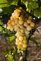 High-quality grapes