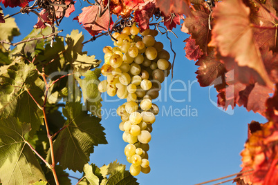 Yummy grapes