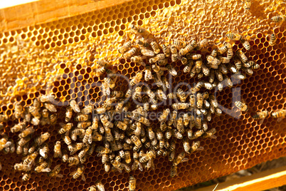 Bees at home