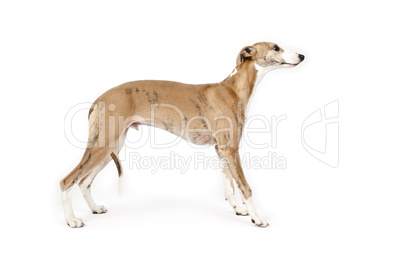 whippet