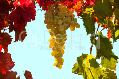 Bunch of grapes