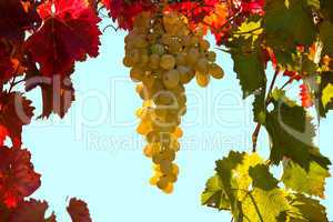 Bunch of grapes