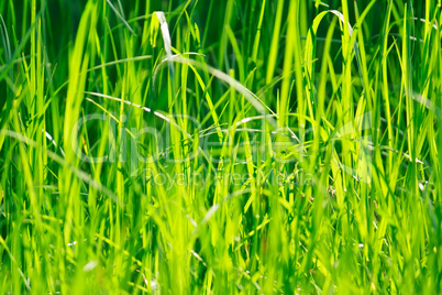 Greeen grass floral background