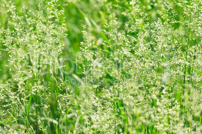Greeen grass floral background