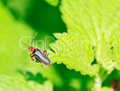 Close up of the beetle sitting on the leaf
