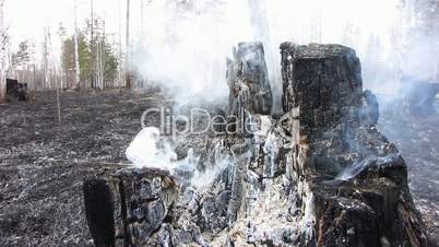 Forest after fire.Smoking burning tree.