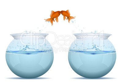 fishes jumping from tank