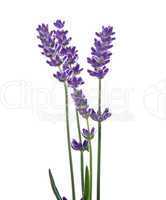 Lavendel