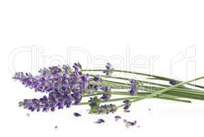 Lavendel