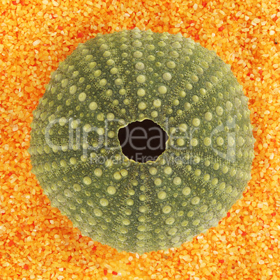 Sea urchin shell