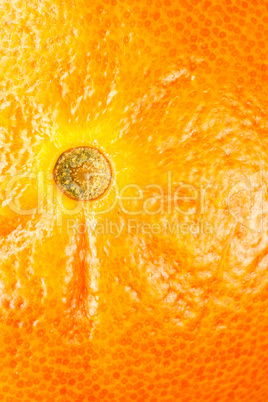 Grapefruit Grapefruit