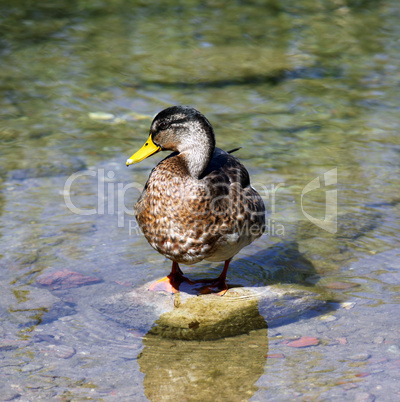 Duck on the stone