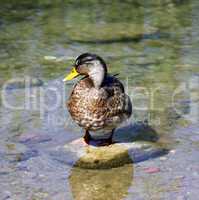 Duck on the stone