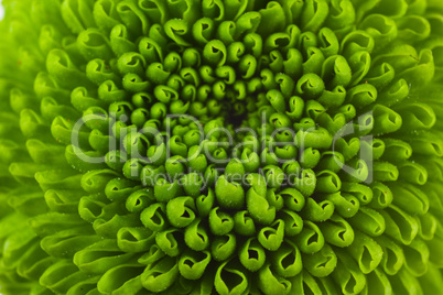 Chrysanthemum