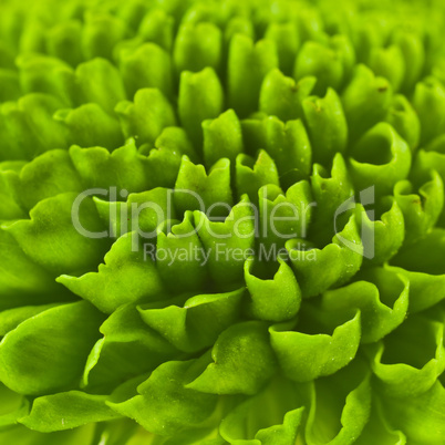 Chrysanthemum