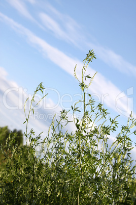 Meadow and sky