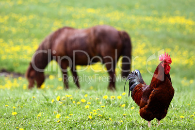 Rooster and the horse