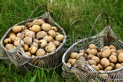 Two potato baskets