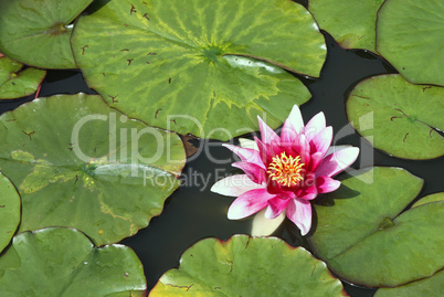 Water lily