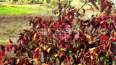 Colorful shrub with red leaves and berries 1