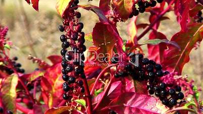 Colorful shrub with red leaves and berries 2