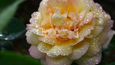 Wet rose.