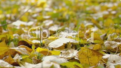 Closeup view of falling autumn leaves