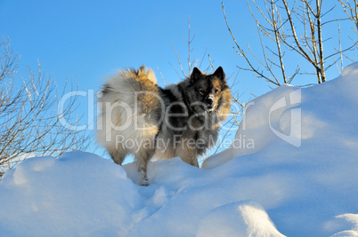 Hund tobt im Schnee Wolfsspitz