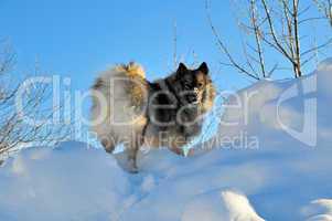 Hund tobt im Schnee Wolfsspitz
