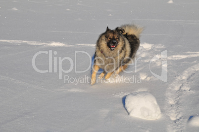 Hund rennt im Schnee Wolfsspitz