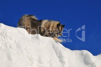 Hund tobt im Schnee Wolfsspitz