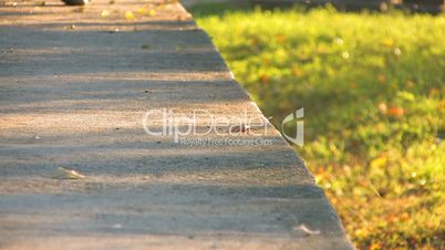 Young Woman in autumn park