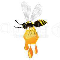 Wasp and honey