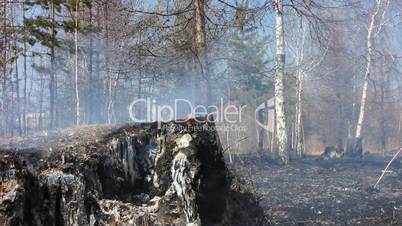 Forest after fire.