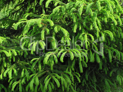 fur tree branches with young runaways