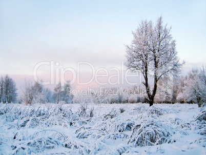 winter scenery with tree