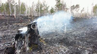 Forest after fire.