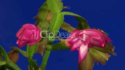 Christmas Cactus Blooming Time Laps