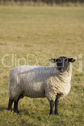 Black Faced Sheep