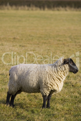 Black Faced Sheep In Profile