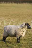 Black Faced Sheep In Profile
